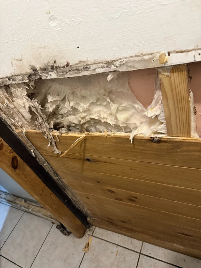 Traitement de la mérule dans un bâtiment